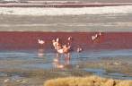 Flamingos se alimentam nas águas vermelhas da Laguna Colorada, no sudoeste da Bolívia